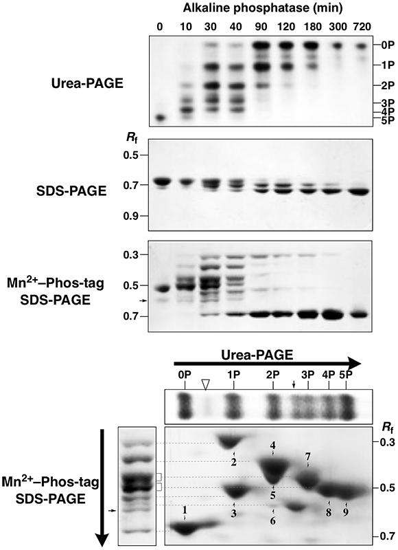 b-casein urea 2D